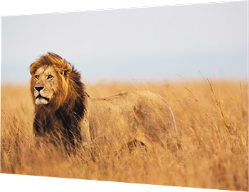 Tirage sur Alu Dibond